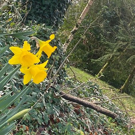 Ballyhoura Mountain Lodges Ballyorgan Exteriör bild